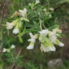 Chamaecytisus prolifer