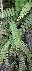 Adiantum caudatum