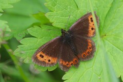 Erebia ligea
