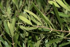 Olea exasperata