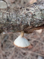 Polyporus tuberaster
