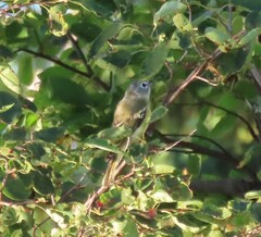 Vireo solitarius