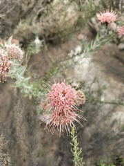 Leucospermum calligerum
