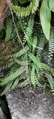 Adiantum caudatum