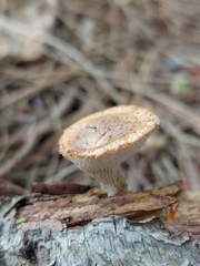 Polyporus tuberaster