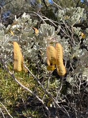 Senna artemisioides helmsii