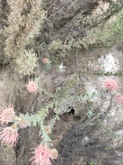 Leucospermum calligerum