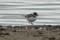 Charadrius hiaticula