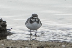 Charadrius hiaticula