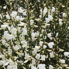 Cytisus multiflorus