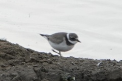 Charadrius hiaticula