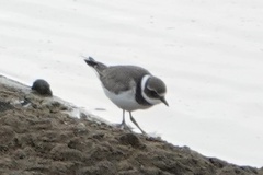 Charadrius hiaticula
