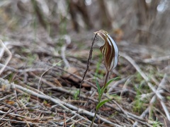 Pterostylis dolichochila