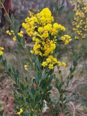 Acacia buxifolia