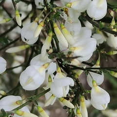 Cytisus multiflorus