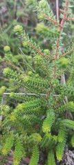 Erica ciliaris