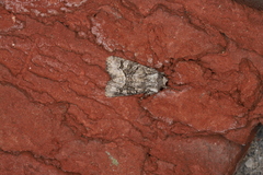 Lacinipolia olivacea