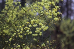 Acacia elongata