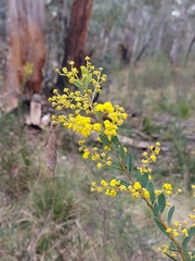 Acacia buxifolia
