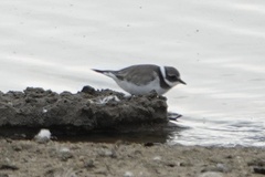 Charadrius hiaticula