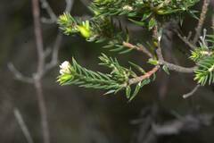 Diosma oppositifolia