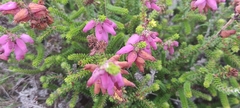 Erica ciliaris