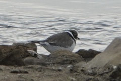 Charadrius hiaticula