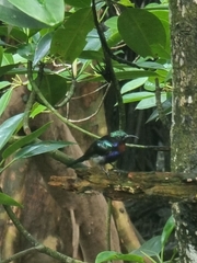 Leptocoma calcostetha