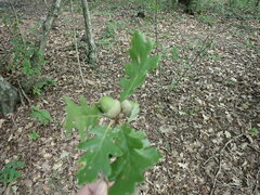 Quercus pubescens