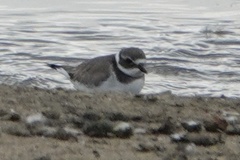 Charadrius hiaticula