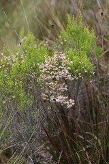 Erica kingaensis