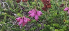 Erica ciliaris