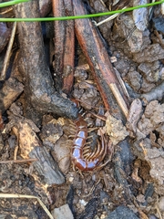 Lithobius forficatus