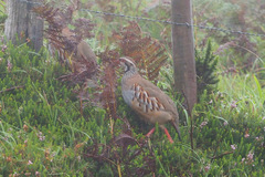 Alectoris rufa