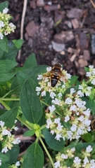 Eristalina