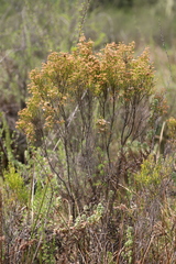 Erica kingaensis