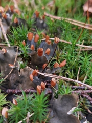 Peltigera hymenina