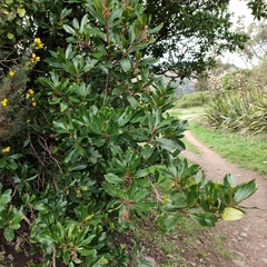 Arbutus unedo