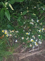 Matricaria chamomilla