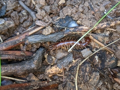 Lithobius forficatus