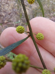 Acacia verniciflua