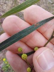 Acacia verniciflua