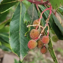 Arbutus unedo