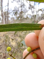 Acacia verniciflua