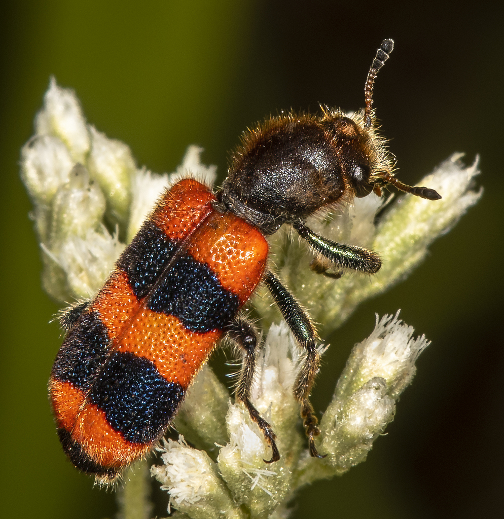 Trichodes apivorus