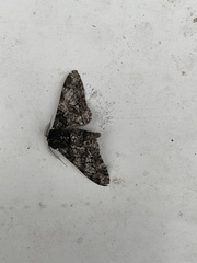 Biston betularia