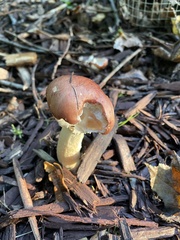 Stropharia rugosoannulata