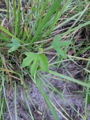 Cnidoscolus stimulosus