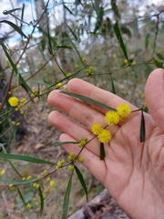 Acacia verniciflua