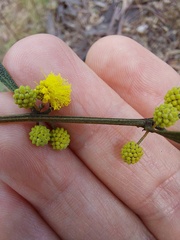 Acacia verniciflua
